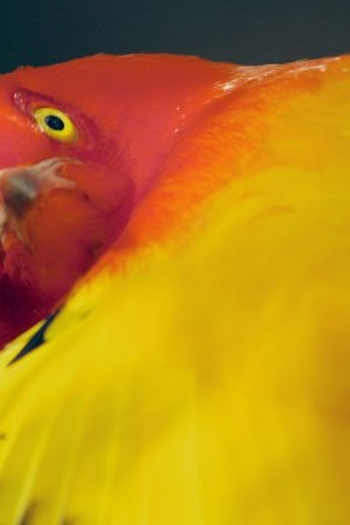 Poster de Episódio Absurd Is the Word (2020)