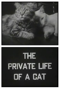 The Private Life of a Cat - Poster / Capa / Cartaz - Oficial 1