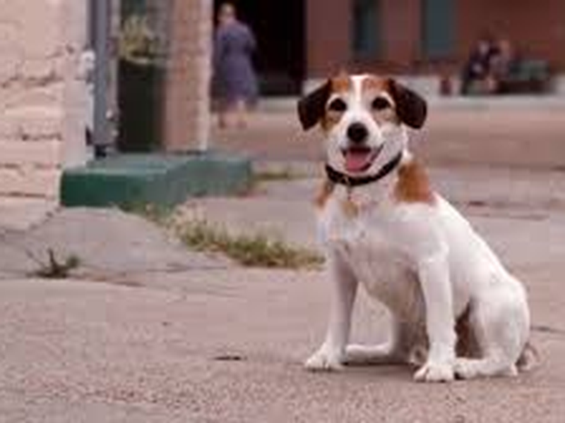 Foto 12 de Meu Cachorro Skip