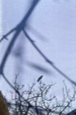 Dmigor – Pathways Beyond the Hallowed Rift (Dmigor – Pathways Beyond the Hallowed Rift)