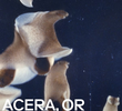 Acera, or The Witches’ Dance