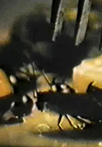 Judgement Day (Judgement Day)