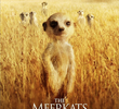 The BBC: Natural World - Meerkats Part of The Team
