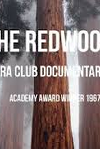 Poster 2 de Curta The Redwoods (1967)