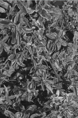 Lumphini 2552 (Lumphini 2552)