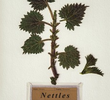 Nettles
