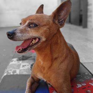 Foto de perfil de Gilmar