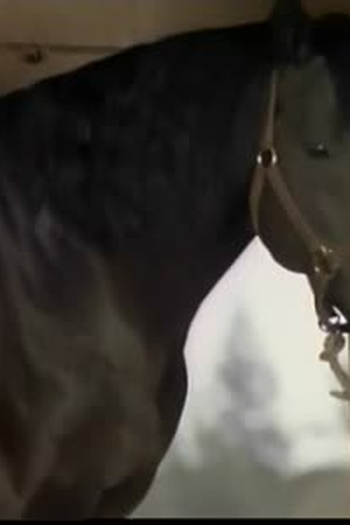 Poster de Episódio Stallion (1972)