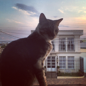 Foto de perfil de Wagner