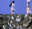 Mourning Garden Blackbird