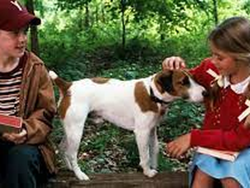 Foto 4 de Meu Cachorro Skip