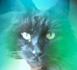 My Cat gets an Aura Reading