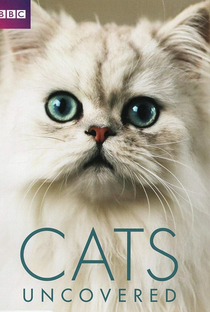Gatos Investigados - Poster / Capa / Cartaz - Oficial 1