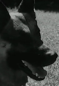 Mon chien (Mon chien)