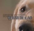 Olhar de cão