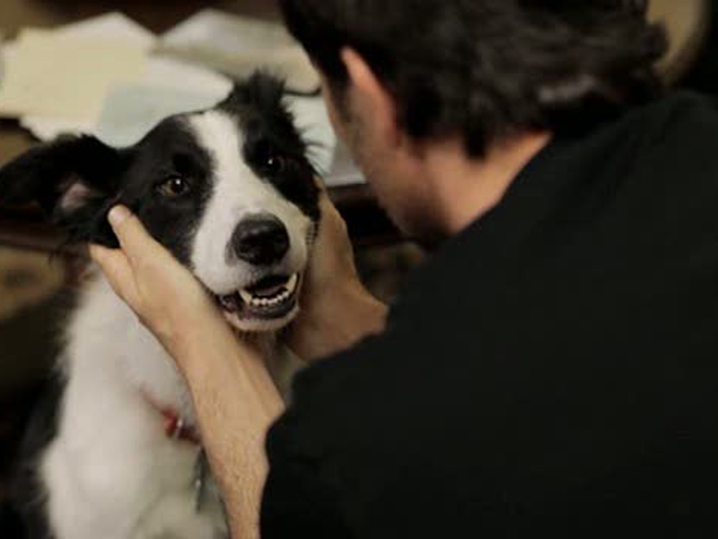 Foto 1 de O Anjo Cachorro