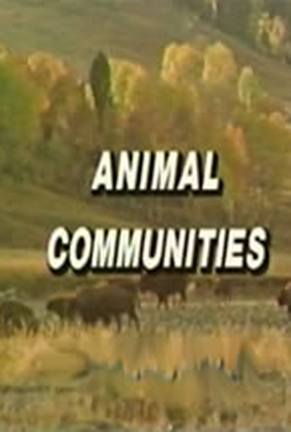 Poster 1 de Curta Animais em Comunidades (1998)