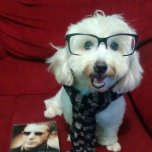 Foto de perfil de André Bohêmio