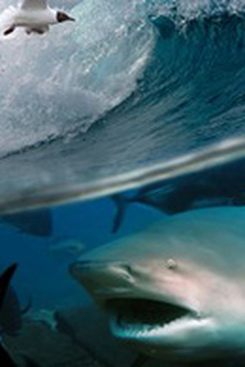Poster de Episódio Surfer v. Jaws (2013)