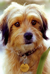 Benji