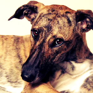 Foto de perfil de Alice