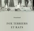 Fox terriers et rats