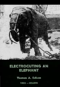 Eletrocutando um Elefante (Electrocuting an Elephant)