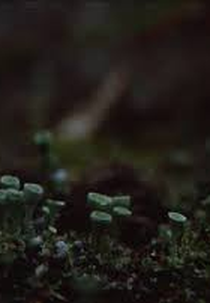 Origin of the Species (Origin of the Species)