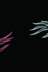 Balançando na Gangorra (Balançando na Gangorra)