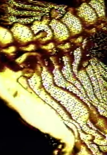 Viscous Meanderings (Viscous Meanderings)