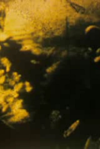 Poster 1 de Curta Krepl (1988)