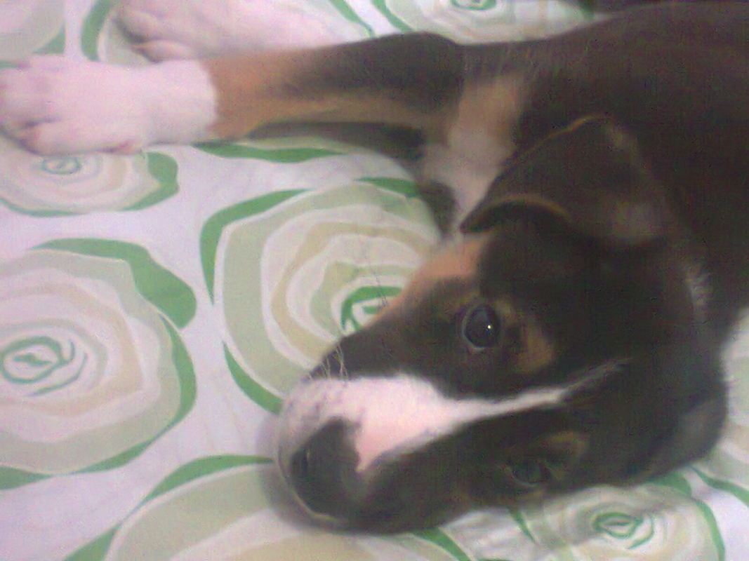Henrique - Foto 1