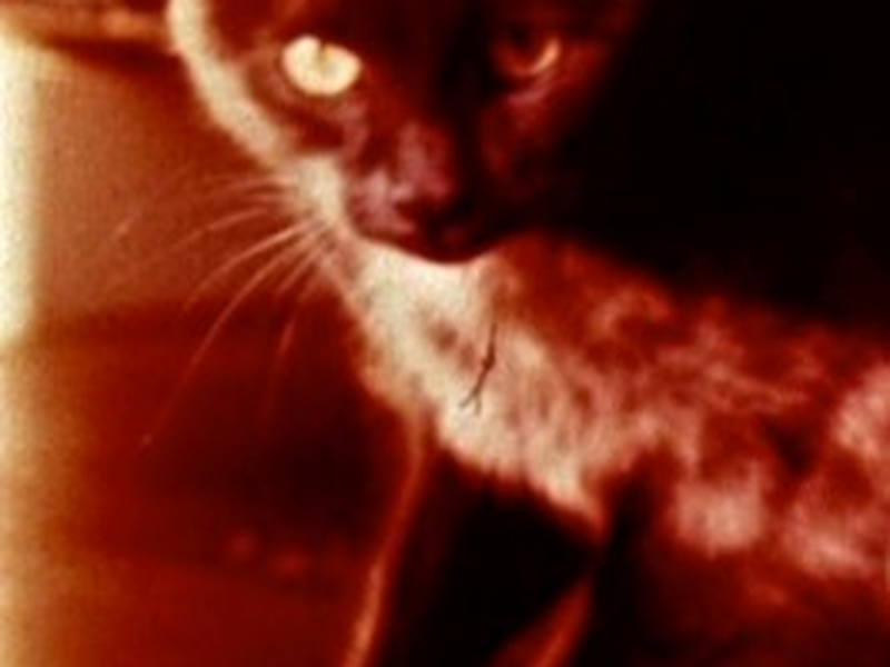 Foto 1 de Cat's Cradle