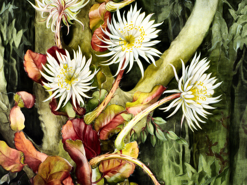 Foto 3 de Margaret Mee e a Flor da Lua