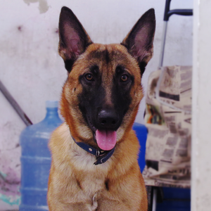 Foto de perfil de Lopinho