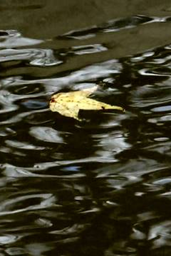 Poster de Curta Vicacha (2014)