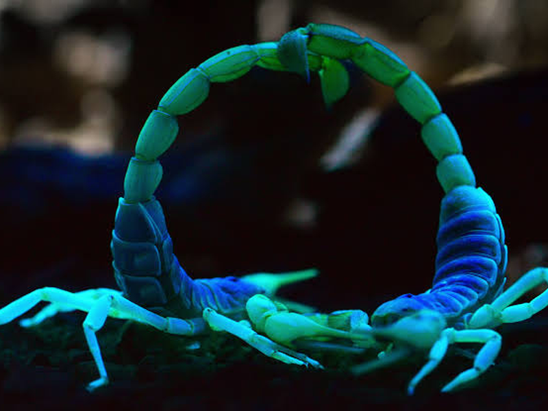 Foto 9 de A Terra à Noite