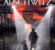 Fuga de Auschwitz