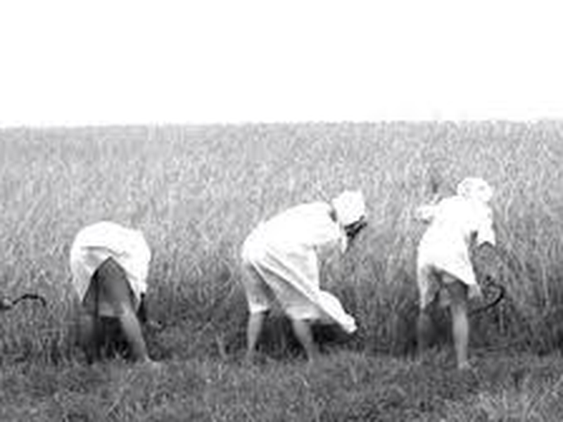 Foto 14 de Konopielka