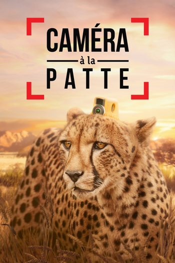 Poster de Franquia Animals with Cameras (2018)