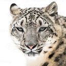 Leopardo das Neves