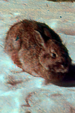 The Animals of Eden and After (The Animals of Eden and After)