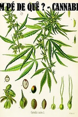 Um pé de quê? Cannabis (Um pé de quê? Cannabis)