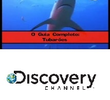 O Guia Completo: Tubarões e Baleias