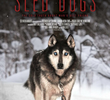 Sled Dogs
