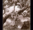 Tarzan Tempestuoso