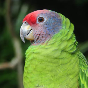 Foto de perfil de Bruno José