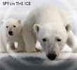 Urso Polar - Espiões na Neve