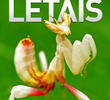 Predadores Letais