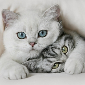 Foto de perfil de Gabriele Cravo